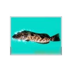 鮮活水產品產業鏈全解析 從源頭供應到終端批發