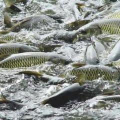 水產(chǎn)資源 藍(lán)色糧倉(cāng)的潛力與挑戰(zhàn)